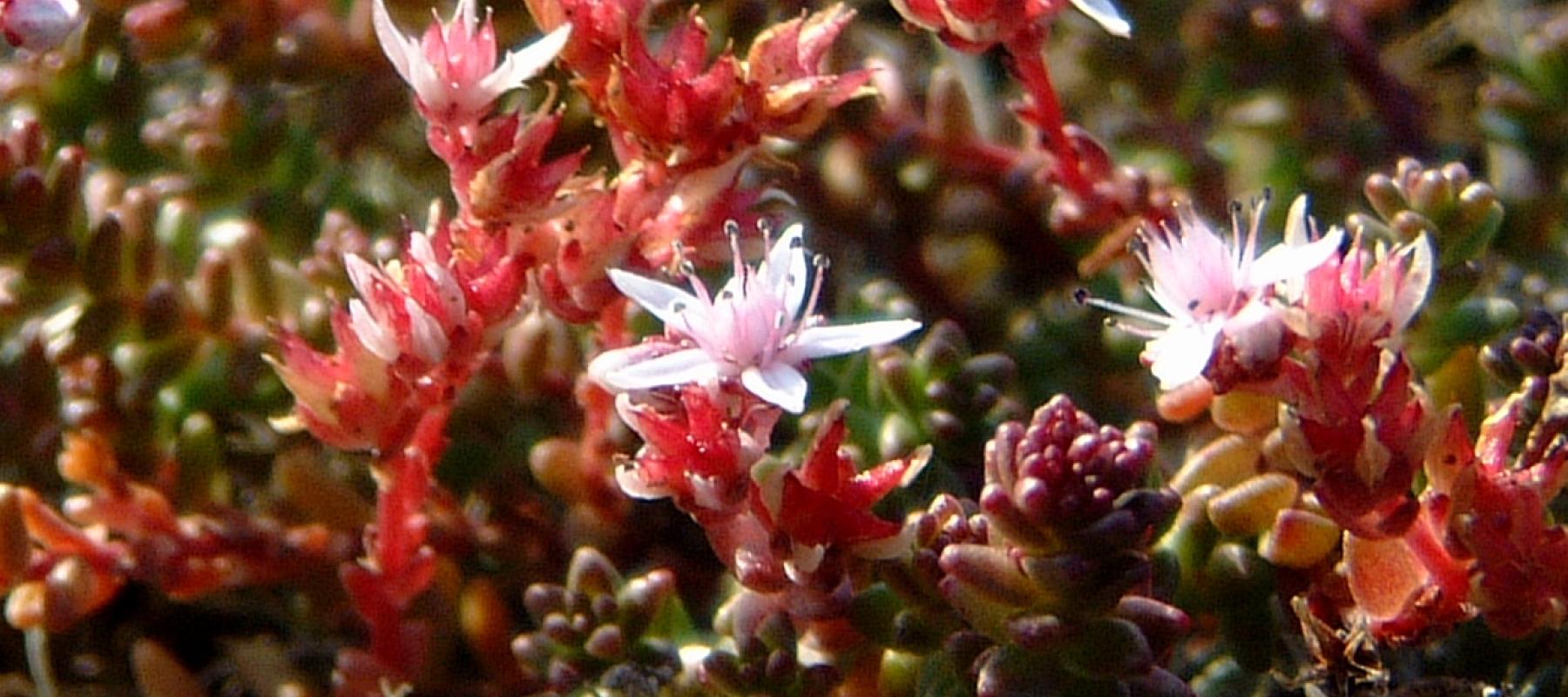 Sedum anglicum