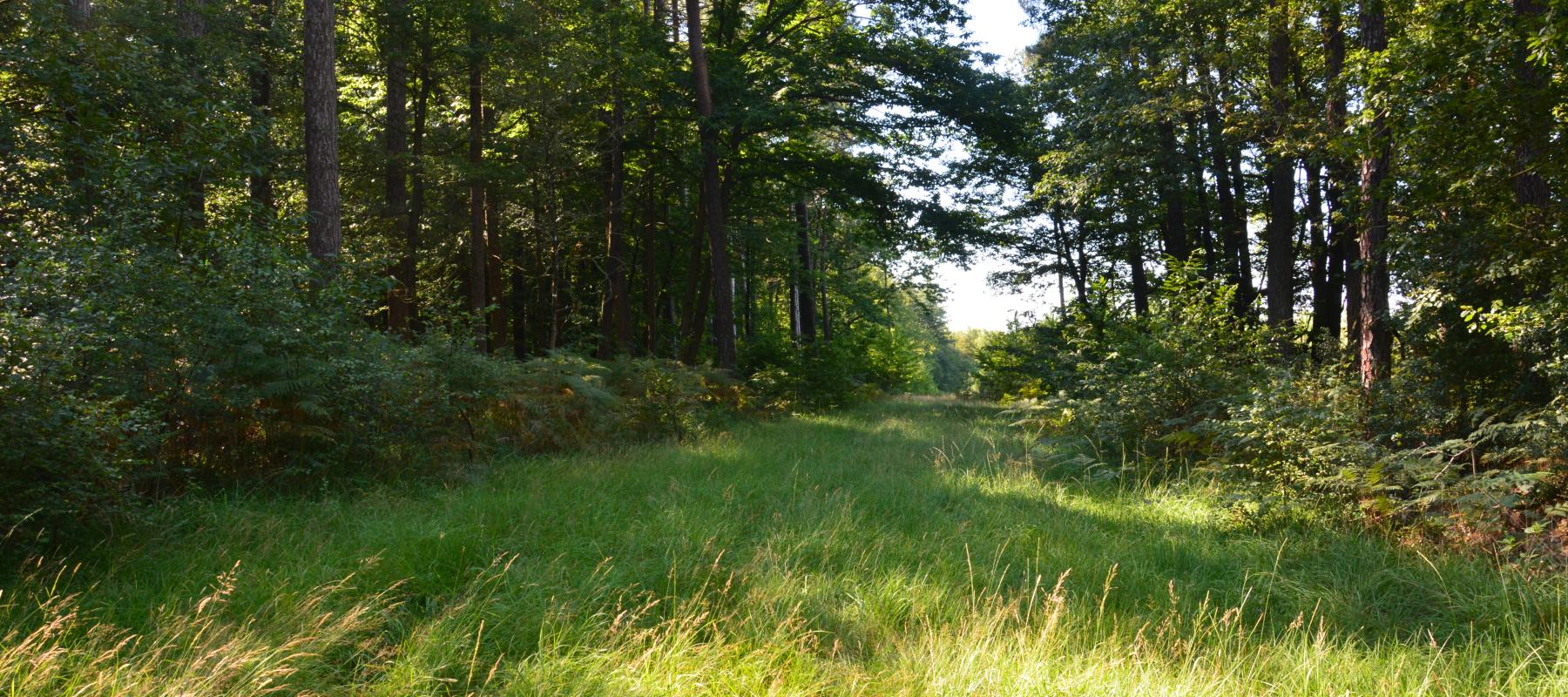 Forêt Paimpont 2024