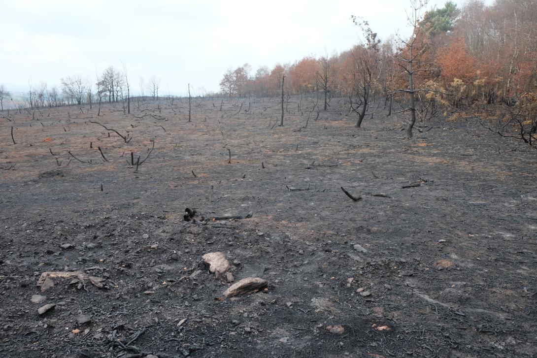 Lande après l'incendie d'août 2022